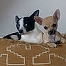 dog, small_dog, chihuahua, black_and_white, tan_dog, pet, animal, cushion, indoor, resting, cute, ears, face, looking_at_camera, cozy, companion, friendship, domestic_animal, portrait, two_dogs