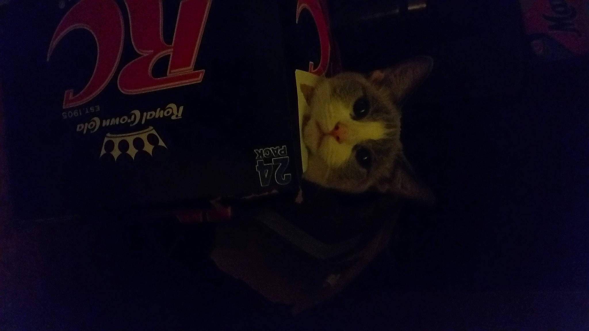 Siobhan is registered to the contest to win money with this photo: carmine, carnivore, cat, darkness, electric_blue, felidae, font, fur, graphics, logo, night, room, sky, sleeve, small_to_medium_sized_cats, t_shirt, tail, visual_arts, whiskers