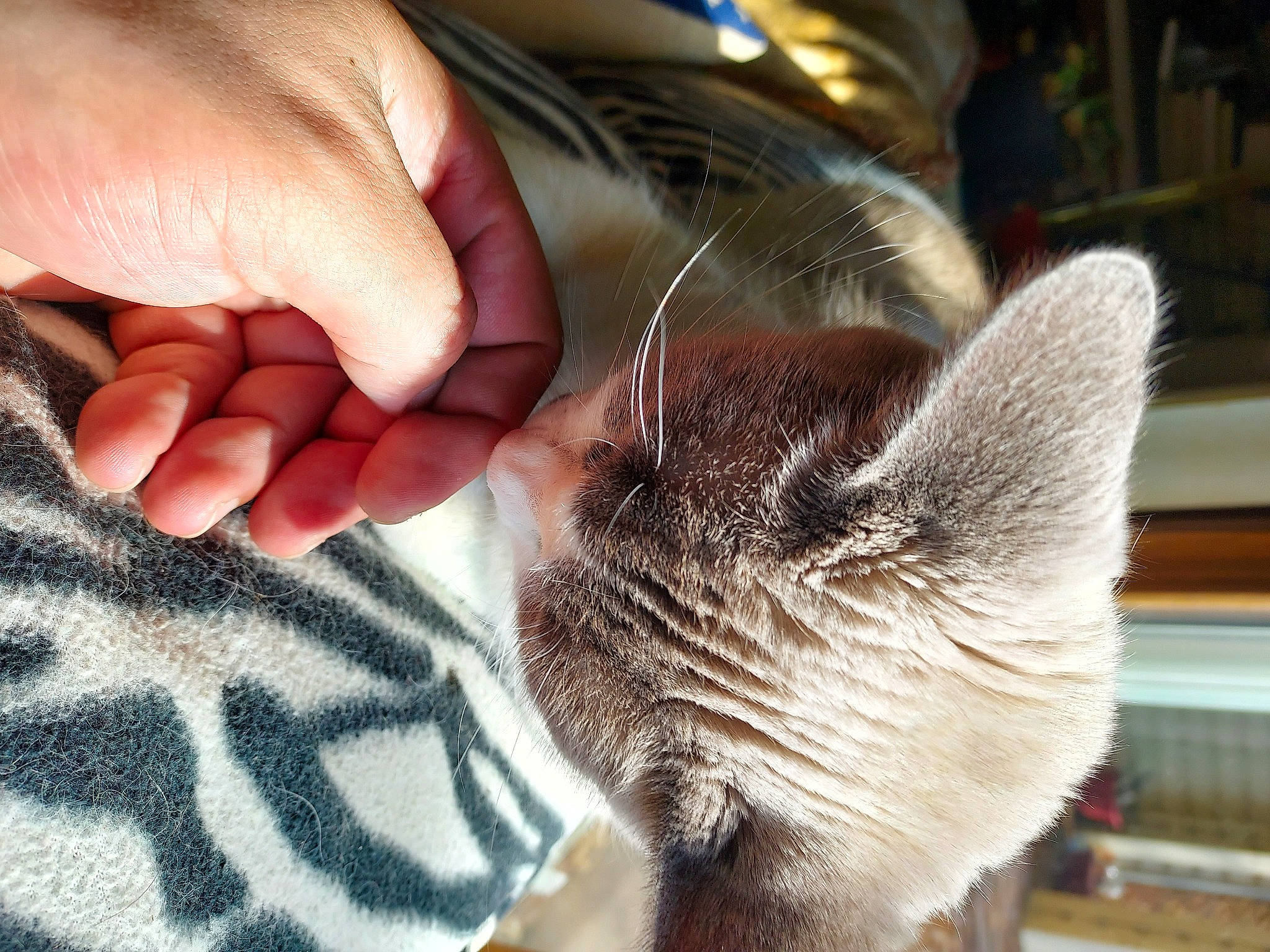 Siobhan joined the competition — help win amazing prizes! carnivore, cat, claw, comfort, domestic_short_haired_cat, ear, eyelash, fawn, felidae, finger, fur, gesture, nail, nap, paw, sleep, small_to_medium_sized_cats, tail, thumb, whiskers