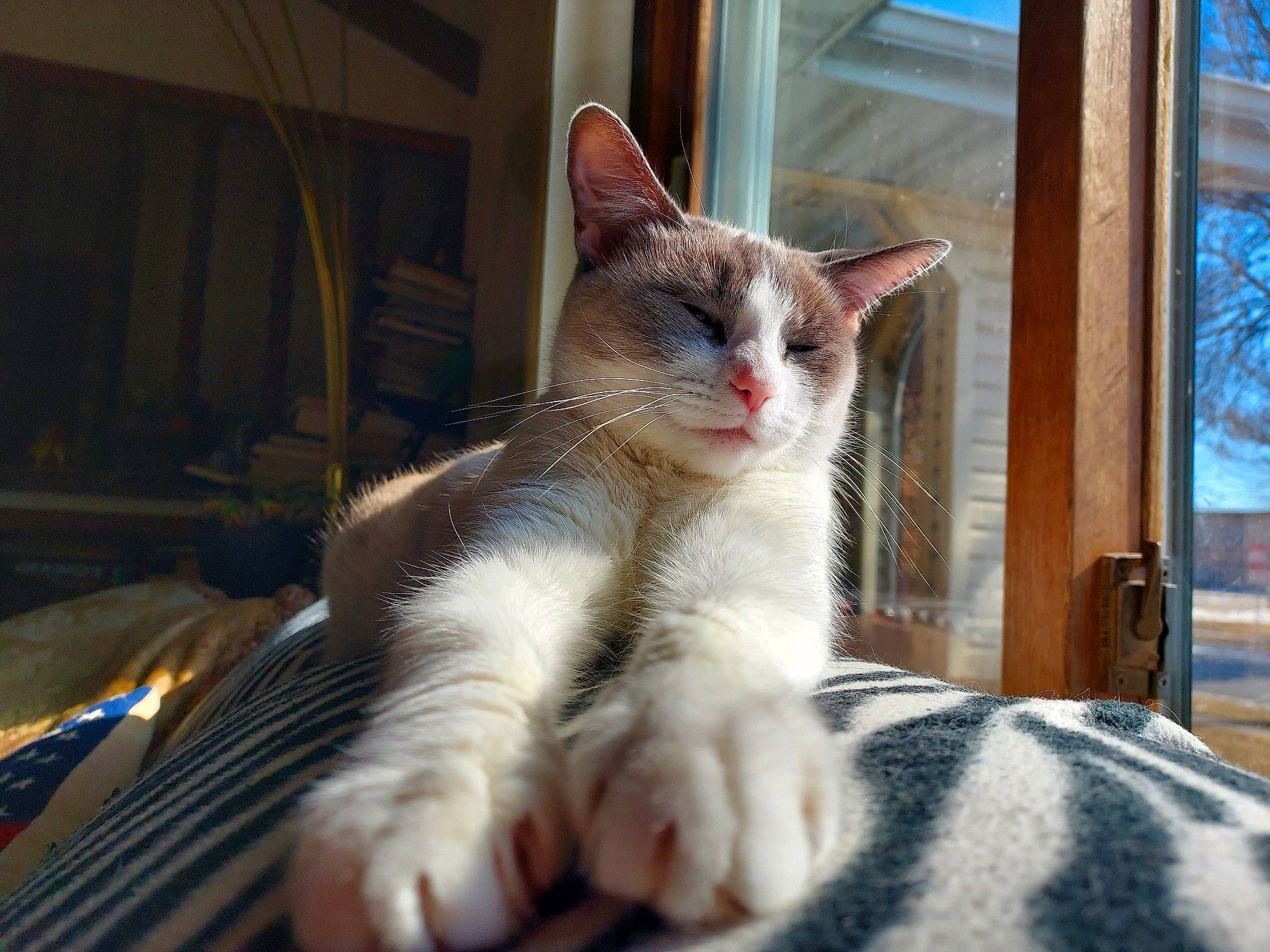 Siobhan joined the competition — help win amazing prizes! carnivore, cat, claw, comfort, domestic_short_haired_cat, eye, fawn, felidae, foot, fur, paw, sitting, small_to_medium_sized_cats, snout, tail, terrestrial_animal, tree, whiskers, window, wood