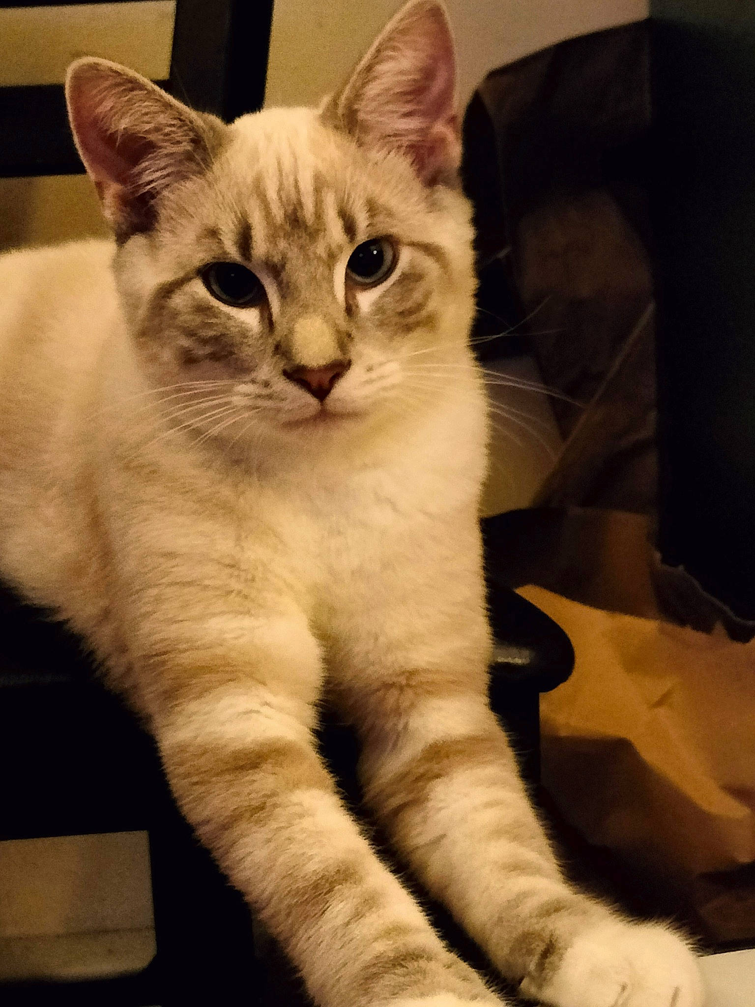 Ollie joined the competition — help win amazing prizes! carnivore, cat, claw, comfort, domestic_short_haired_cat, fawn, felidae, fur, paw, small_to_medium_sized_cats, snout, tail, whiskers, window