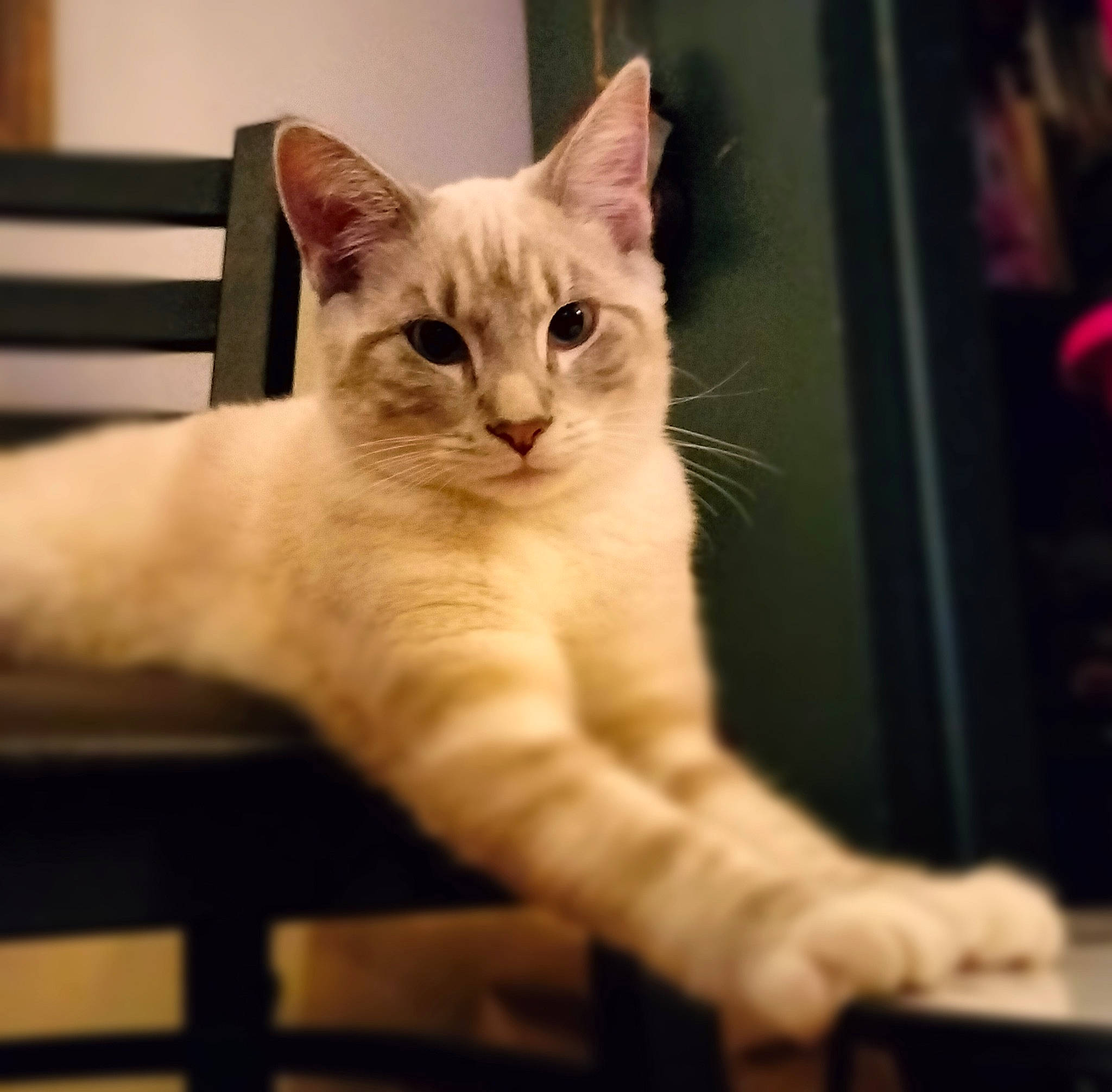 Ollie is registered to the contest to win money with this photo: carnivore, cat, claw, domestic_short_haired_cat, fawn, felidae, fur, paw, photo_caption, sitting, small_to_medium_sized_cats, snout, tail, thai, tonkinese, whiskers, window, wood