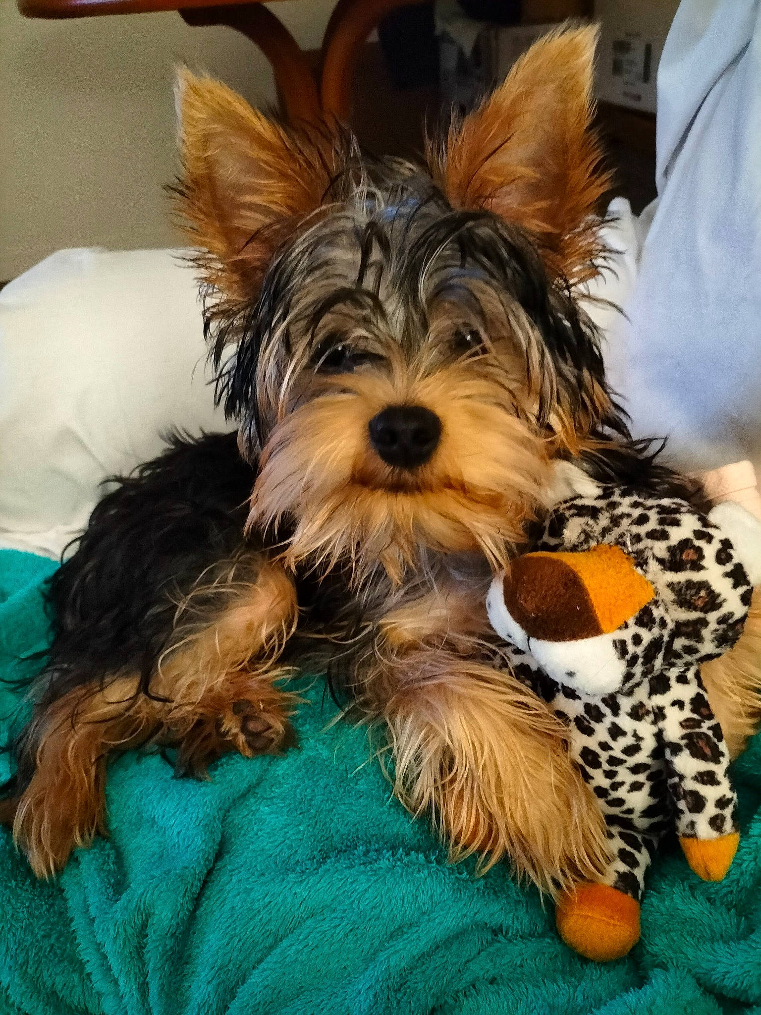 Laya a rejoint le concours — aidez-le/la à gagner de superbes lots ! biewer_terrier, canidae, carnivore, companion_dog, dog, dog_breed, dog_clothes, dog_supply, fashion_accessory, fawn, fur, liver, pet_supply, small_terrier, snout, sporting_group, terrier, toy_dog, working_animal, yorkshire_terrier