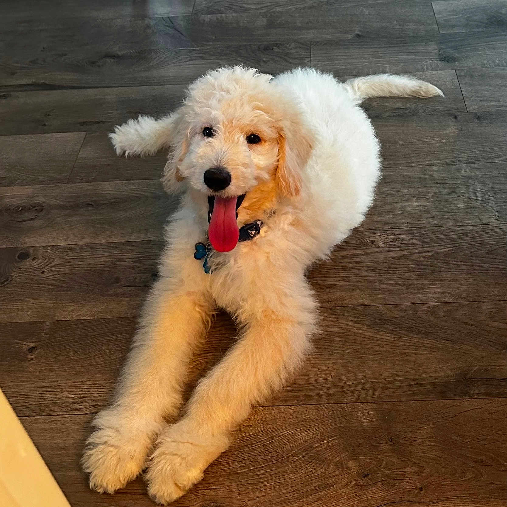 Sonny is registered to the contest to win money with this photo: animal, canine, collar, companion, cute, dog, domestic_animal, floor, fluffy, friendly, fur, happy, indoor, laying_down, pet, playful, puppy, tongue_out, wooden_floor, young_dog
