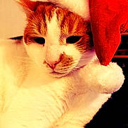 Sebastian is registered to the contest to win money with this photo: cat, santa_hat, festive, holiday, pet, animal, orange_and_white, fur, whiskers, close_up, cute, indoors, cozy, face, portrait, domestic_cat, feline, seasonal, christmas, relaxed