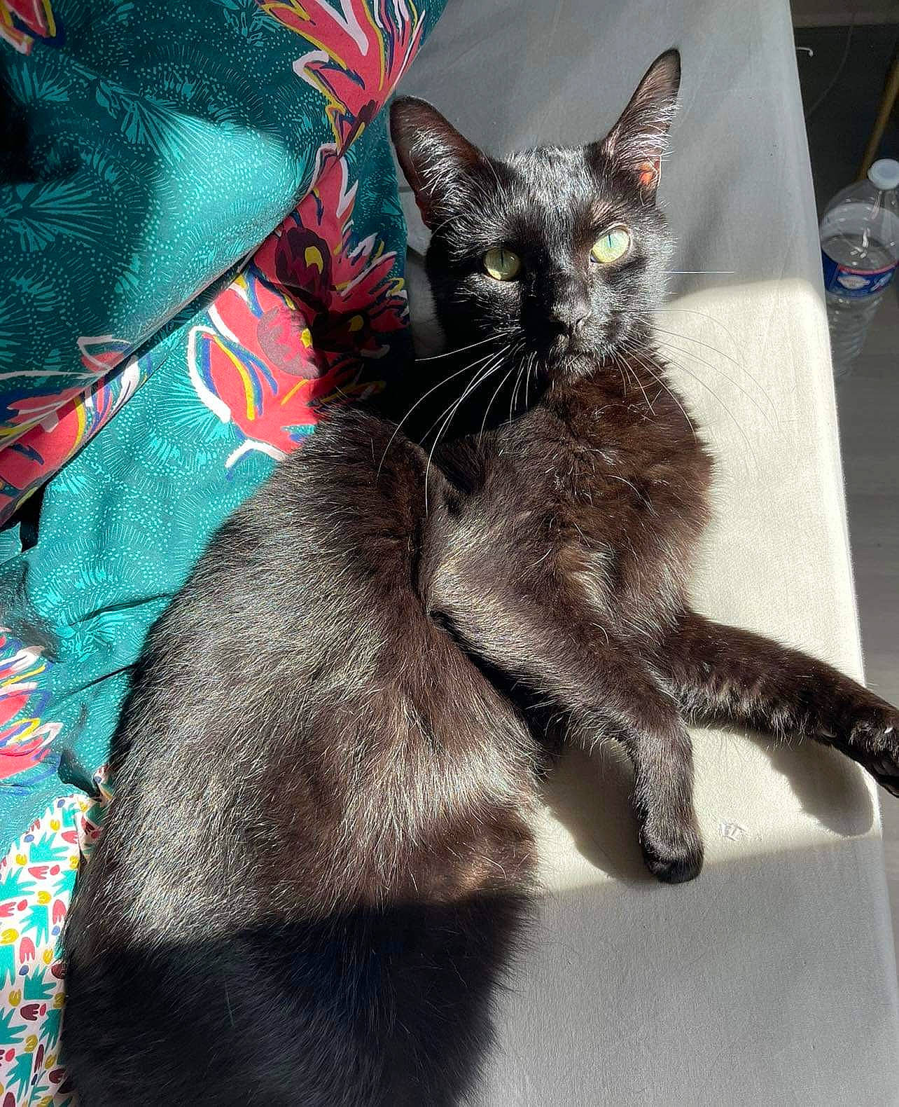 Peaky a rejoint le concours — aidez-le/la à gagner de superbes lots ! black_cat, bombay, carnivore, cat, claw, comfort, domestic_short_haired_cat, electric_blue, felidae, fur, grey, havana_brown, pattern, paw, small_to_medium_sized_cats, snout, tail, whiskers