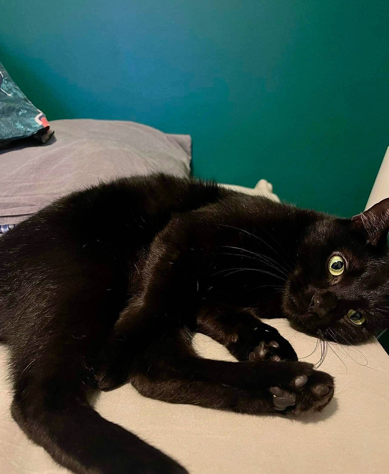 Peaky a rejoint le concours — aidez-le/la à gagner de superbes lots ! black_cat, bombay, carnivore, cat, claw, comfort, domestic_short_haired_cat, felidae, fur, havana_brown, paw, small_to_medium_sized_cats, snout, tail, terrestrial_animal, whiskers, window