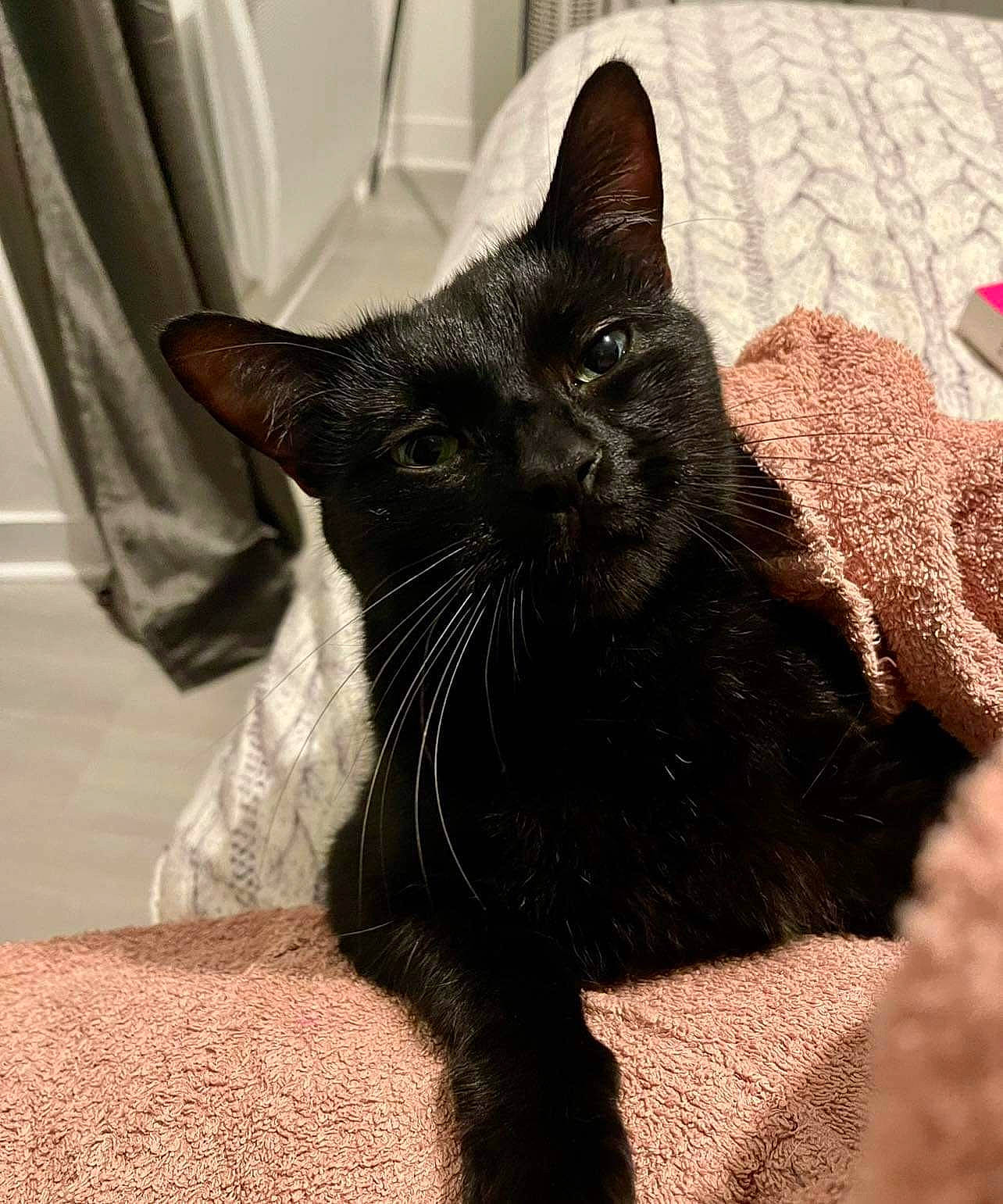 Peaky participe au concours pour gagner de l'argent avec cette photo : black_cat, bombay, carnivore, cat, cat_supply, claw, comfort, curtain, domestic_short_haired_cat, felidae, fur, paw, small_to_medium_sized_cats, snout, tail, terrestrial_animal, whiskers