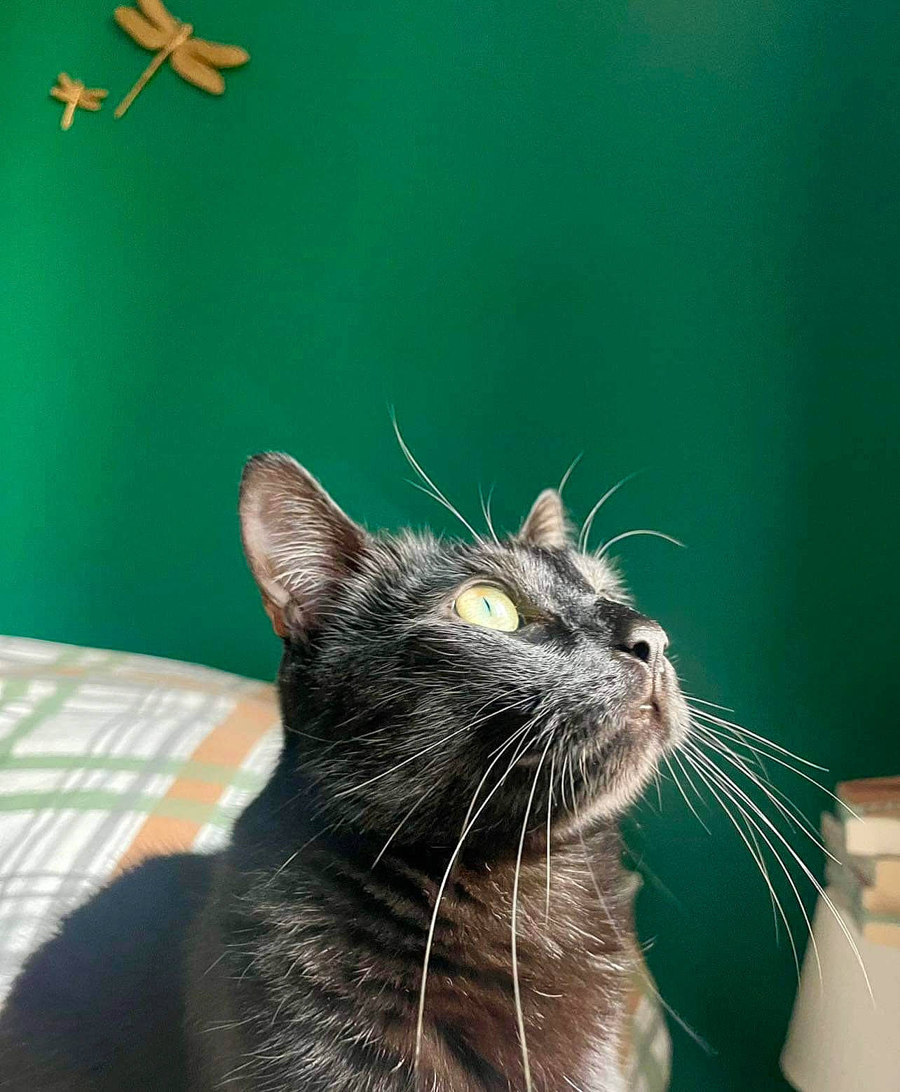 Peaky participe au concours pour gagner de l'argent avec cette photo : arthropod, carnivore, cat, comfort, domestic_short_haired_cat, felidae, fur, grass, insect, sitting, small_to_medium_sized_cats, snout, whiskers, window