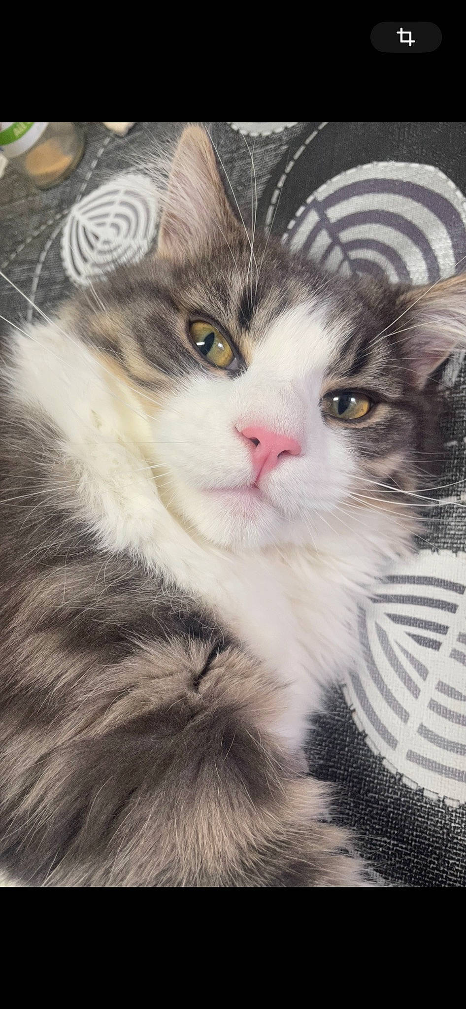 Snow a rejoint le concours — aidez-le/la à gagner de superbes lots ! carnivore, cat, claw, domestic_short_haired_cat, felidae, fur, paw, plant, small_to_medium_sized_cats, snout, terrestrial_animal, whiskers, window