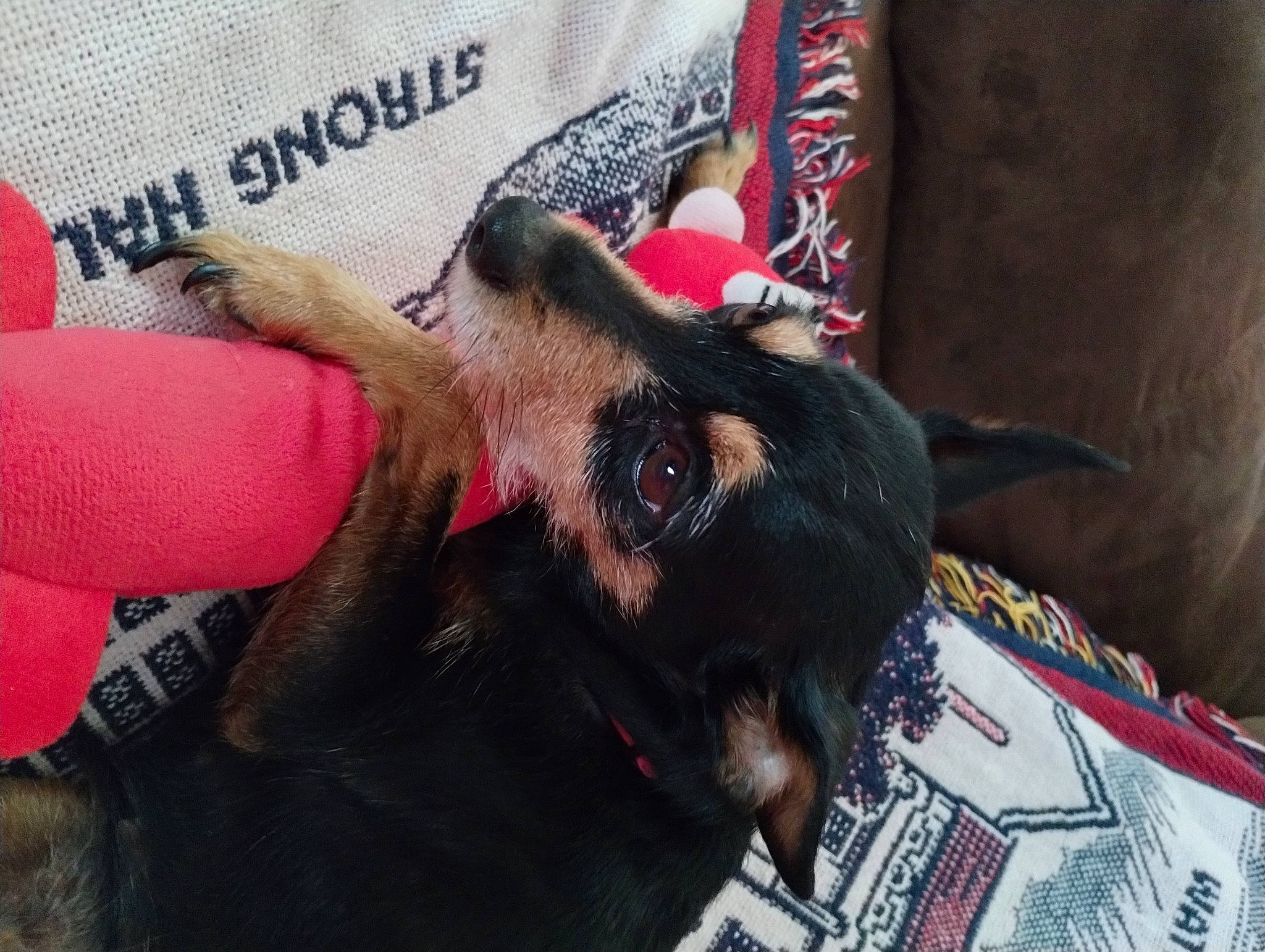 Molly joined the competition — help win amazing prizes! canidae, carnivore, comfort, companion_dog, dog, dog_breed, eyelash, fawn, flesh, foot, fur, gesture, magenta, nail, paw, sleeve, snout, sporting_group, working_animal, wrist