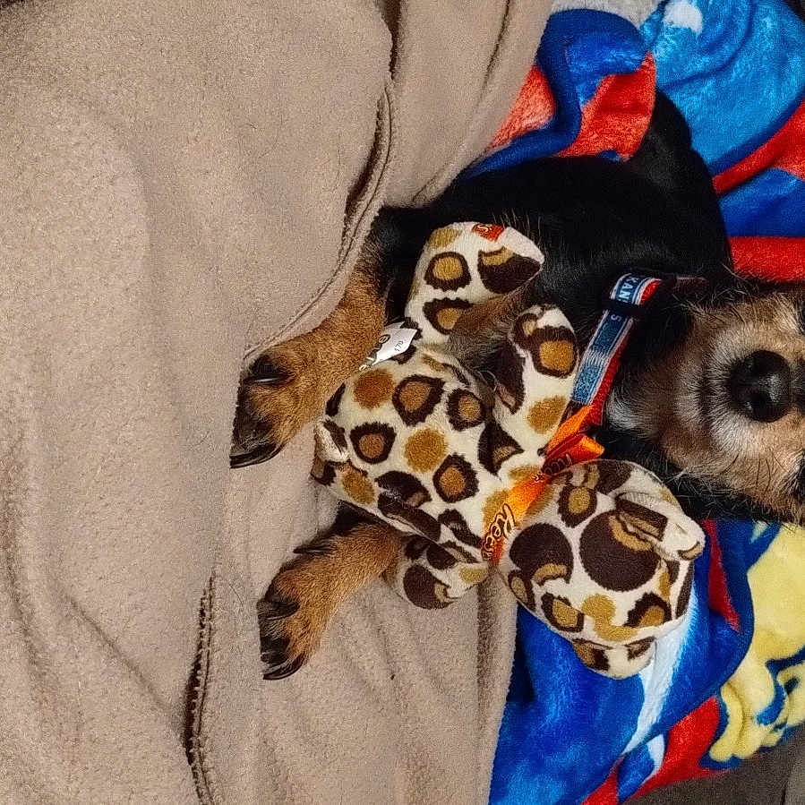 Molly
