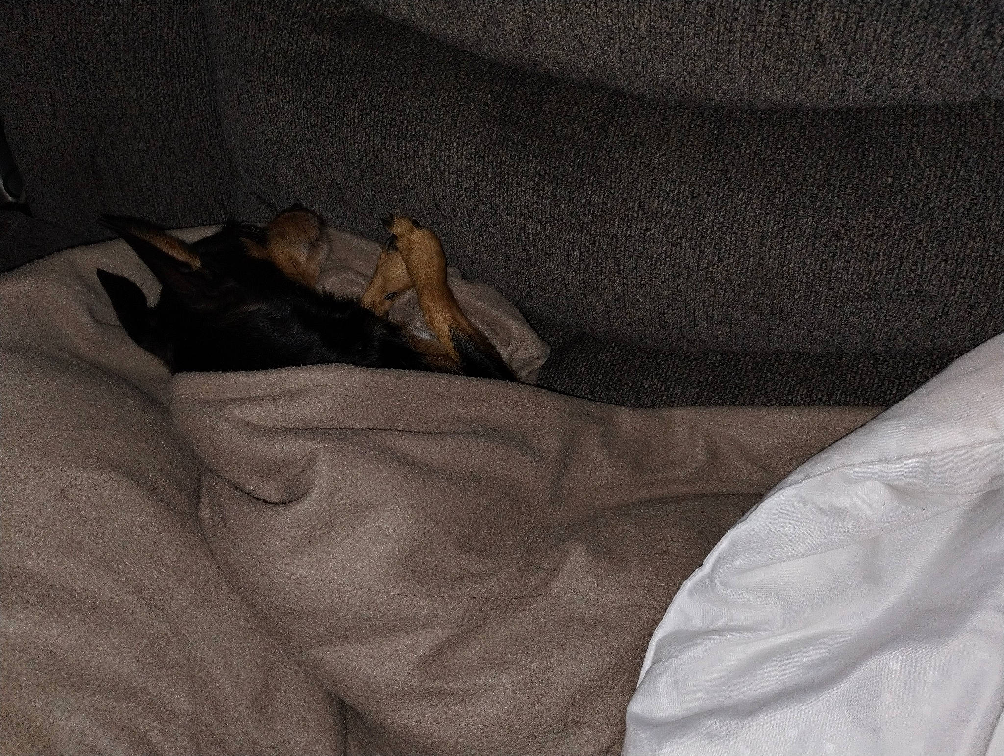 Molly is registered to the contest to win money with this photo: bed_sheet, bedding, blanket, canidae, carnivore, comfort, companion_dog, duvet, fawn, felidae, fur, grey, hardwood, human_leg, linens, room, sleeve, small_to_medium_sized_cats, sporting_group, wood