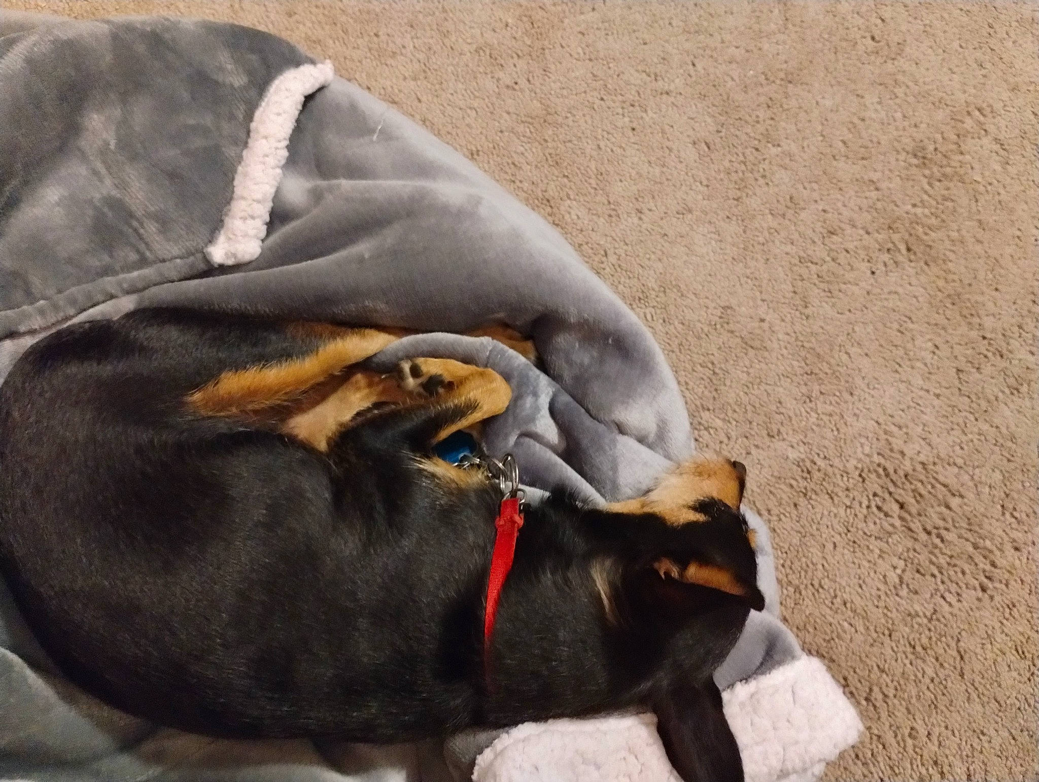 Molly is registered to the contest to win money with this photo: canidae, carnivore, collar, comfort, companion_dog, dog, dog_breed, dog_collar, dog_supply, fawn, fur, grey, linens, liver, mammal, nap, snout, sporting_group, terrestrial_animal, working_animal