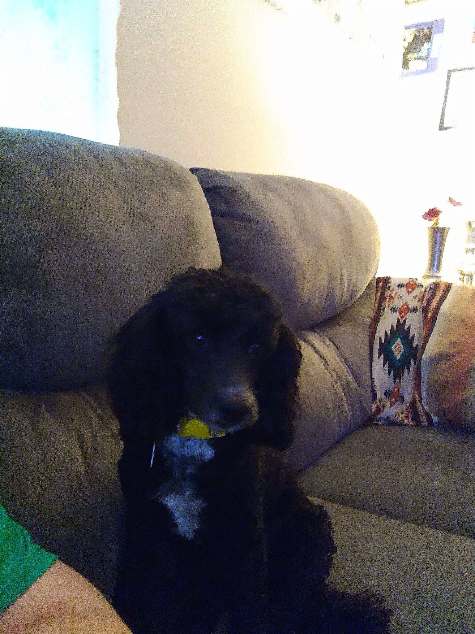 Brownie is registered to the contest to win money with this photo: canidae, carnivore, comfort, companion_dog, couch, dog, dog_breed, electric_blue, flooring, fur, gun_dog, living_room, picture_frame, sitting, snout, sofa_bed, sporting_group, studio_couch, tail, working_animal