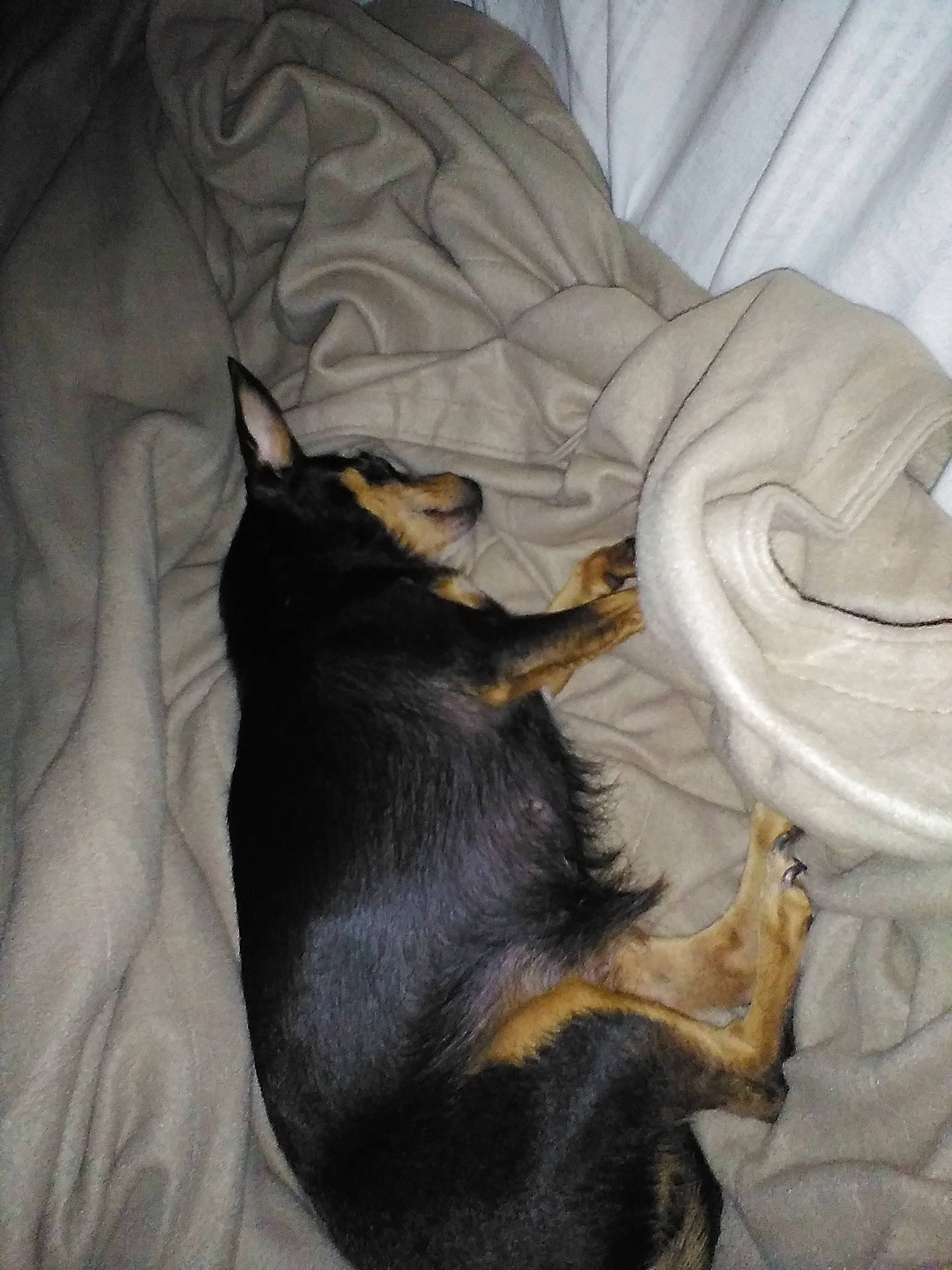 Molly joined the competition — help win amazing prizes! black_cat, canidae, carnivore, claw, comfort, companion_dog, dog, dog_breed, fawn, felidae, fur, grey, guard_dog, linens, paw, small_to_medium_sized_cats, snout, sporting_group, tail, whiskers