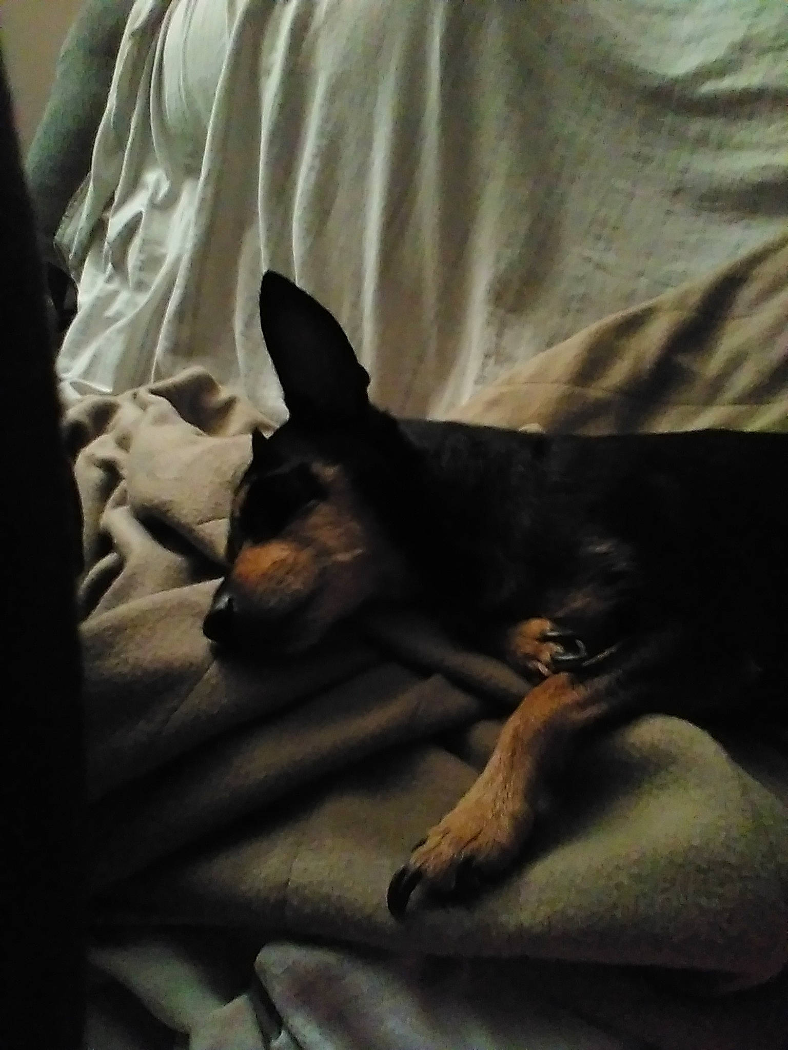 Molly joined the competition — help win amazing prizes! carnivore, comfort, companion_dog, darkness, dog, dog_breed, ear, fawn, felidae, grey, guard_dog, linens, paw, pinscher, prazsky_krysarik, room, russkiy_toy, tints_and_shades, toy_dog, whiskers