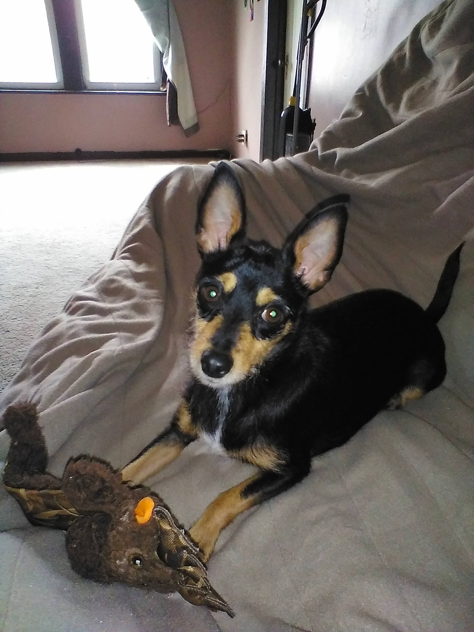 Molly joined the competition — help win amazing prizes! canidae, carnivore, chihuahua, comfort, companion_dog, dog, dog_breed, ear, fawn, fur, mammal, pinscher, prazsky_krysarik, russkiy_toy, snout, sporting_group, toy_dog, whiskers, window, working_animal