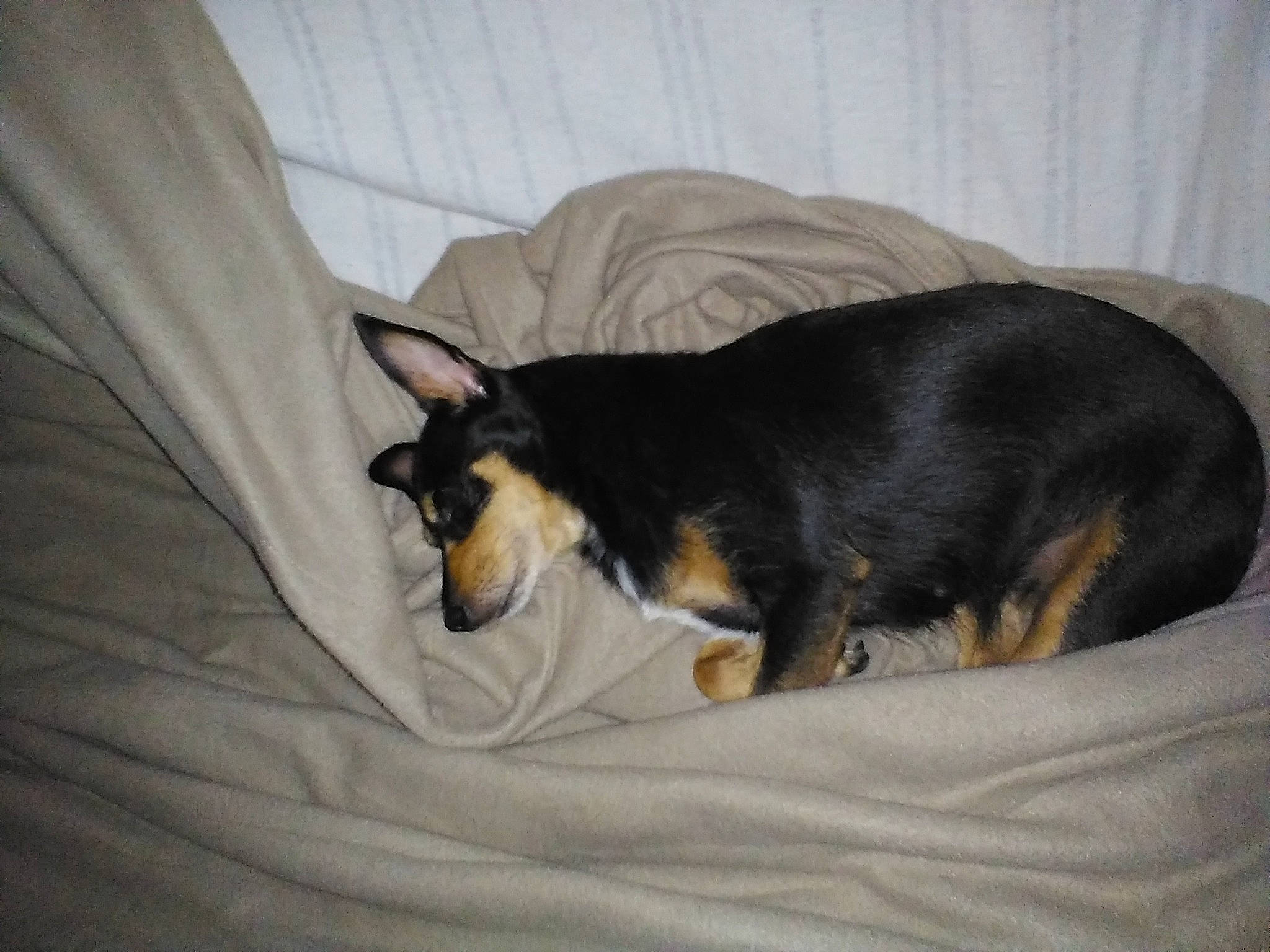 Molly joined the competition — help win amazing prizes! bed, canidae, carnivore, comfort, companion_dog, dog, dog_breed, fur, guard_dog, linens, nap, paw, pinscher, prazsky_krysarik, snout, sporting_group, tail, toy_dog, whiskers, working_dog