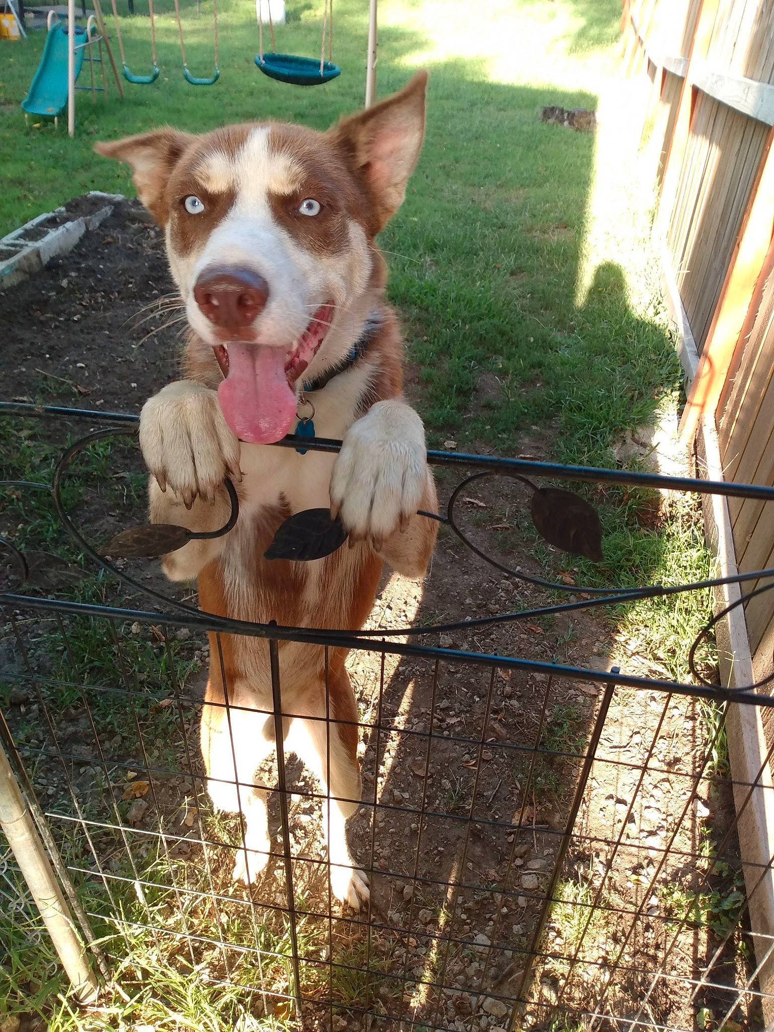 Maggie is registered to the contest to win money with this photo: canidae, carnivore, collar, companion_dog, dog, dog_breed, dog_collar, dog_supply, fawn, fence, fur, grass, herding_dog, leash, liver, pet_supply, plant, snout, tail, working_animal