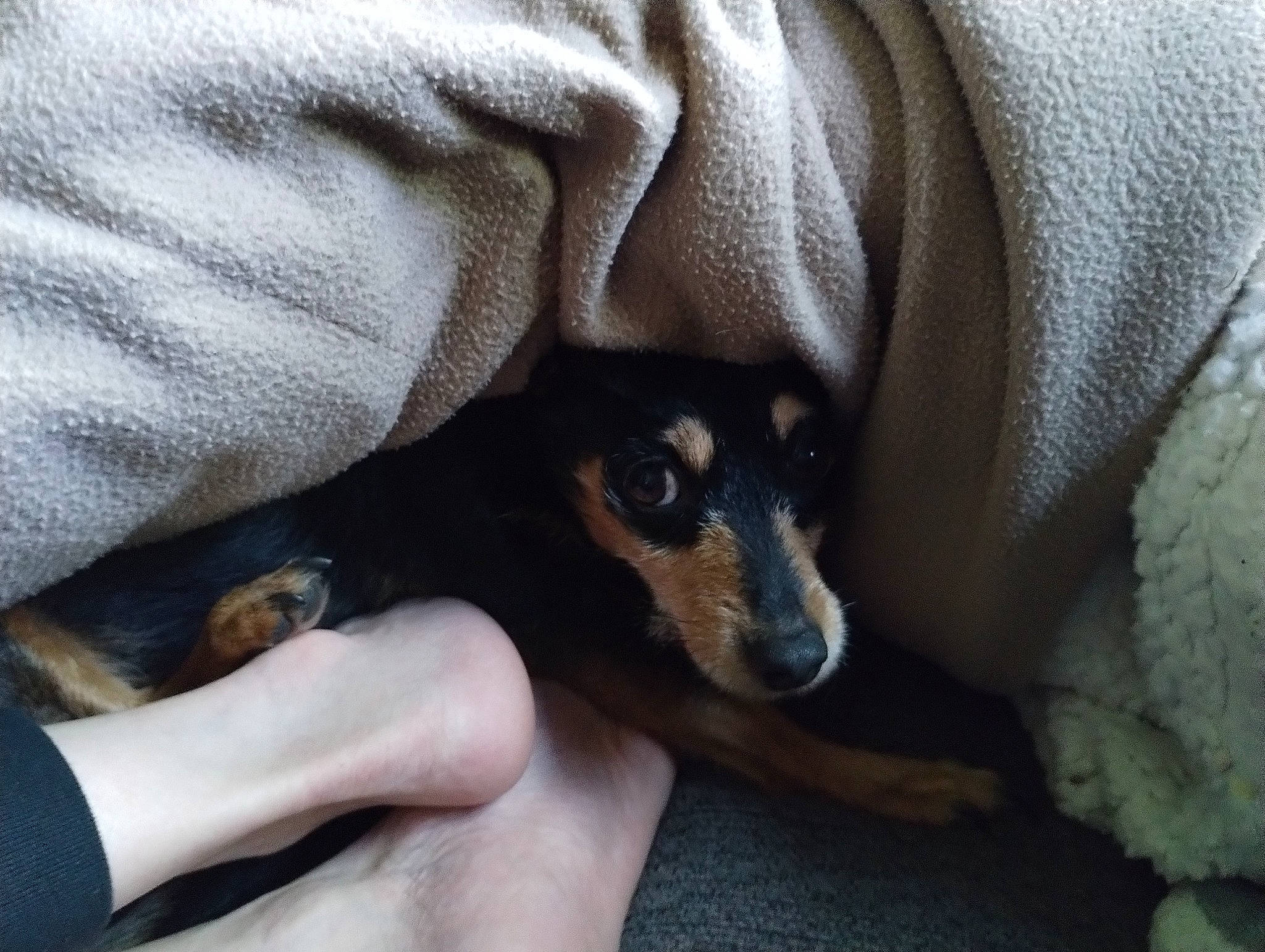 Molly joined the competition — help win amazing prizes! canidae, carnivore, comfort, companion_dog, dog, dog_breed, fawn, finger, fur, grey, hand, human_leg, nail, paw, sitting, sporting_group, terrestrial_animal, toy_dog, whiskers, working_animal