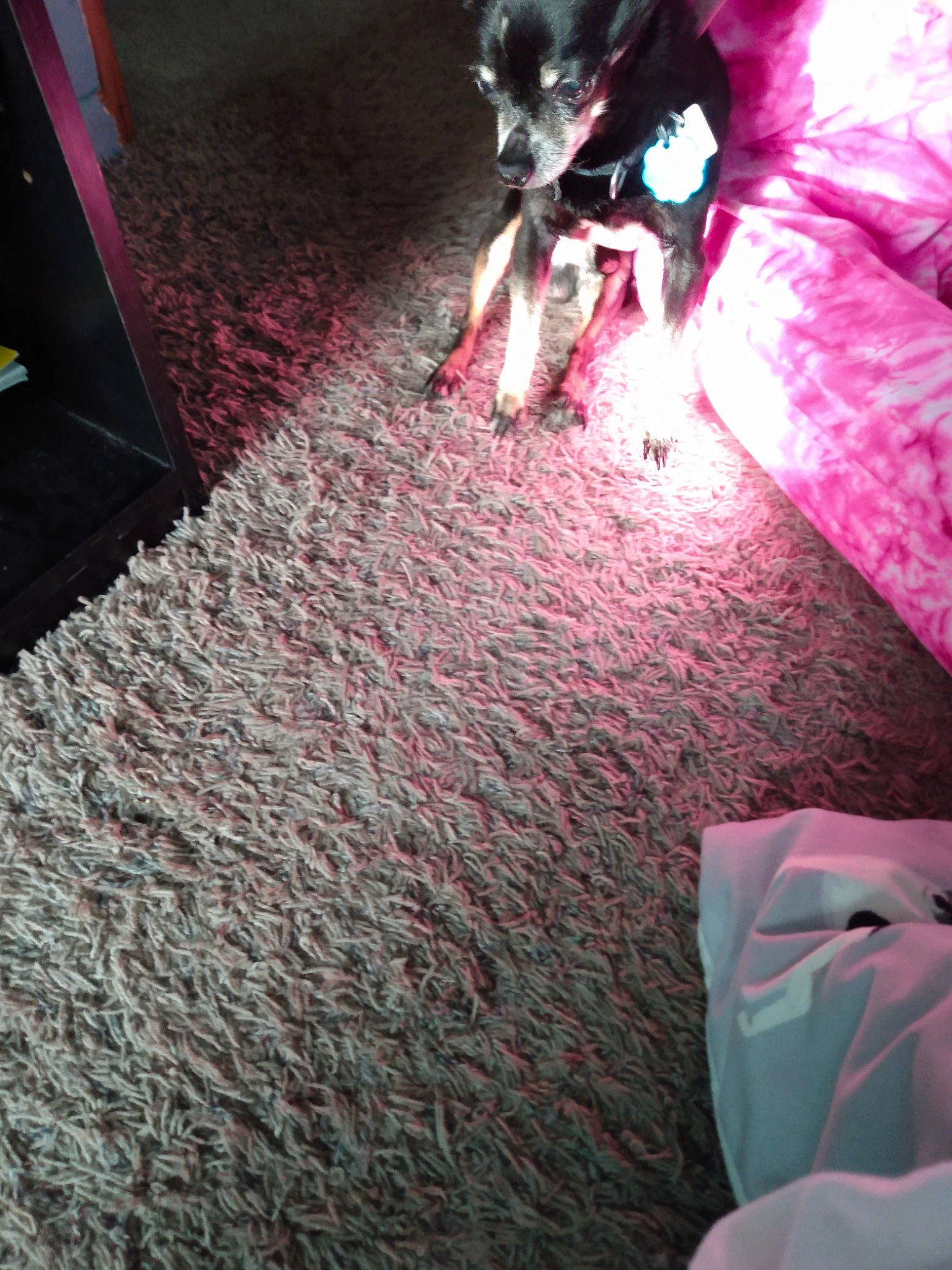 Lil Man is registered to the contest to win money with this photo: carmine, carnivore, companion_dog, darkness, dog, dog_breed, event, flooring, fun, human_leg, light, linens, magenta, petal, pink, purple, sporting_group, tail, tints_and_shades, wing