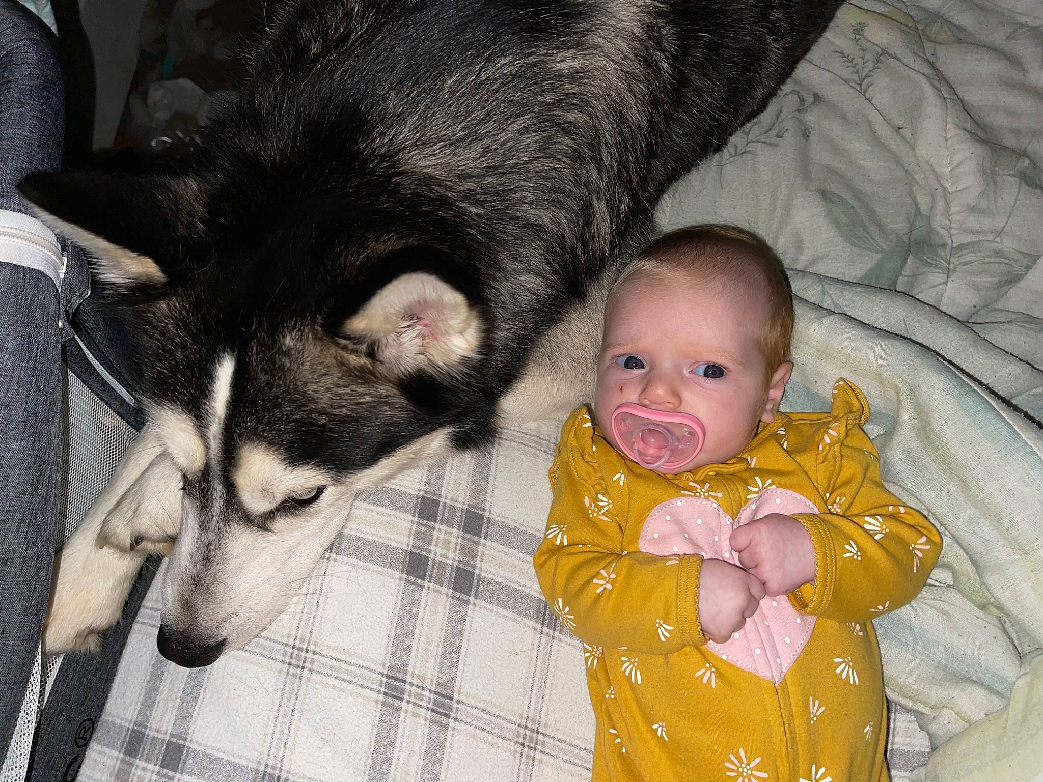 Brynlee joined the competition — help win amazing prizes! baby, baby_products, baby_toddler_clothing, canidae, carnivore, comfort, companion_dog, dog, dog_breed, dog_supply, fur, happy, person, siberian_husky, sitting, sled_dog, sleeve, smile, sporting_group, toddler