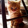 adorable, animal, blue_eyes, cat, chair, curious, cute, domestic_cat, fluffy, fur, ginger_cat, indoor, kitten, metal_bars, pet, sitting, small, tile_floor, window, young_animal