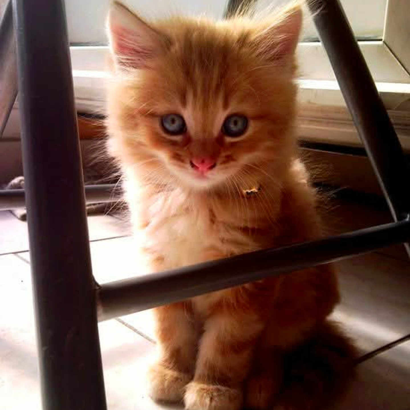 Léo participe au concours pour gagner de l'argent avec cette photo : adorable, animal, blue_eyes, cat, chair, curious, cute, domestic_cat, fluffy, fur, ginger_cat, indoor, kitten, metal_bars, pet, sitting, small, tile_floor, window, young_animal
