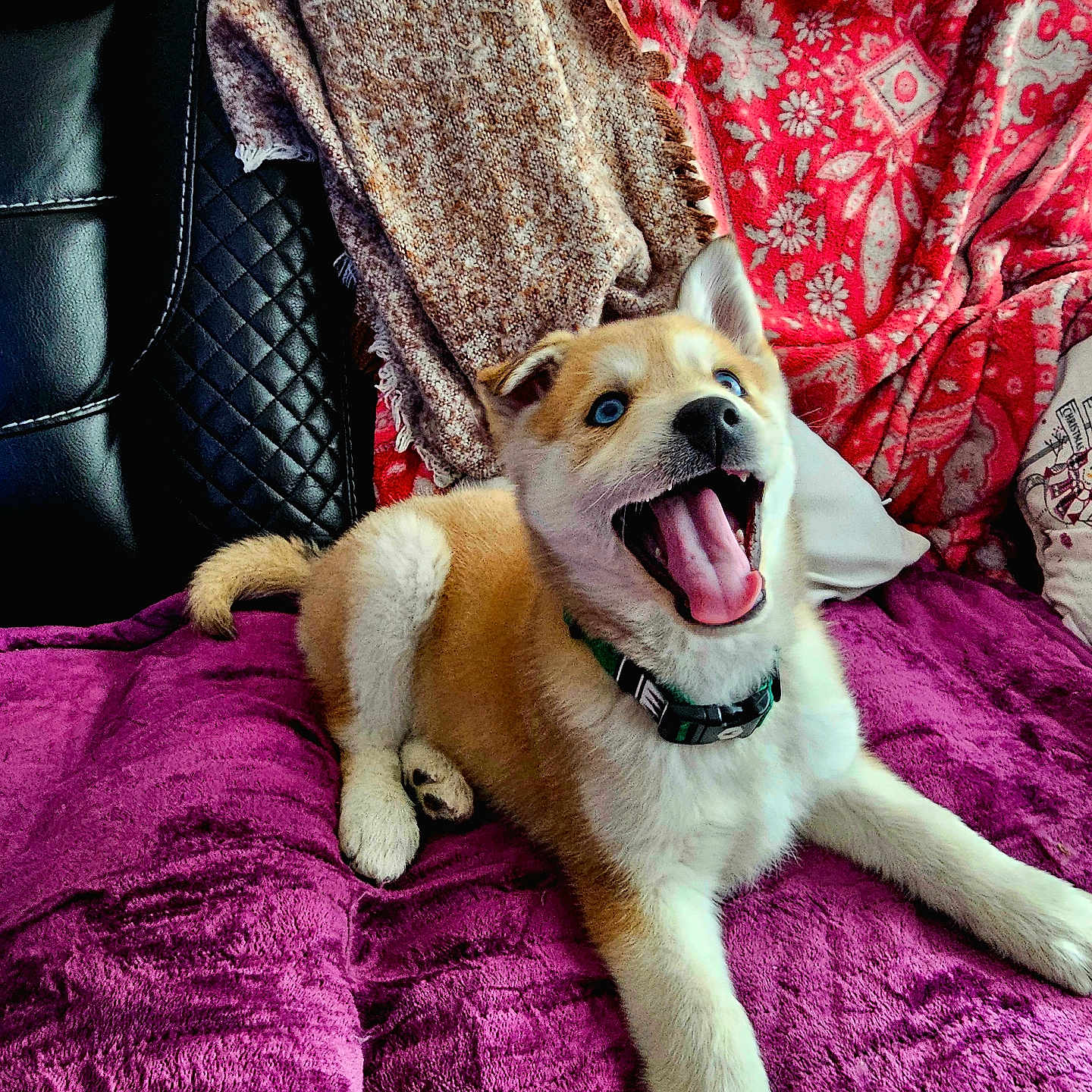Boba is registered to the contest to win money with this photo: animal, ball, blanket, bodypart, canine, couch, cushion, dog, football, furniture, homedecor, hound, husky, mouth, person, pet, puppy, purple, quilt, soccer