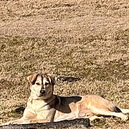 Huckleberry joined the competition — help win amazing prizes! animal, backyard, canine, dog, ears, field, grass, guarding, log, lying_down, muzzle, nature, outdoors, paw, pet, portrait, relaxed, resting, sunny, tan_coat