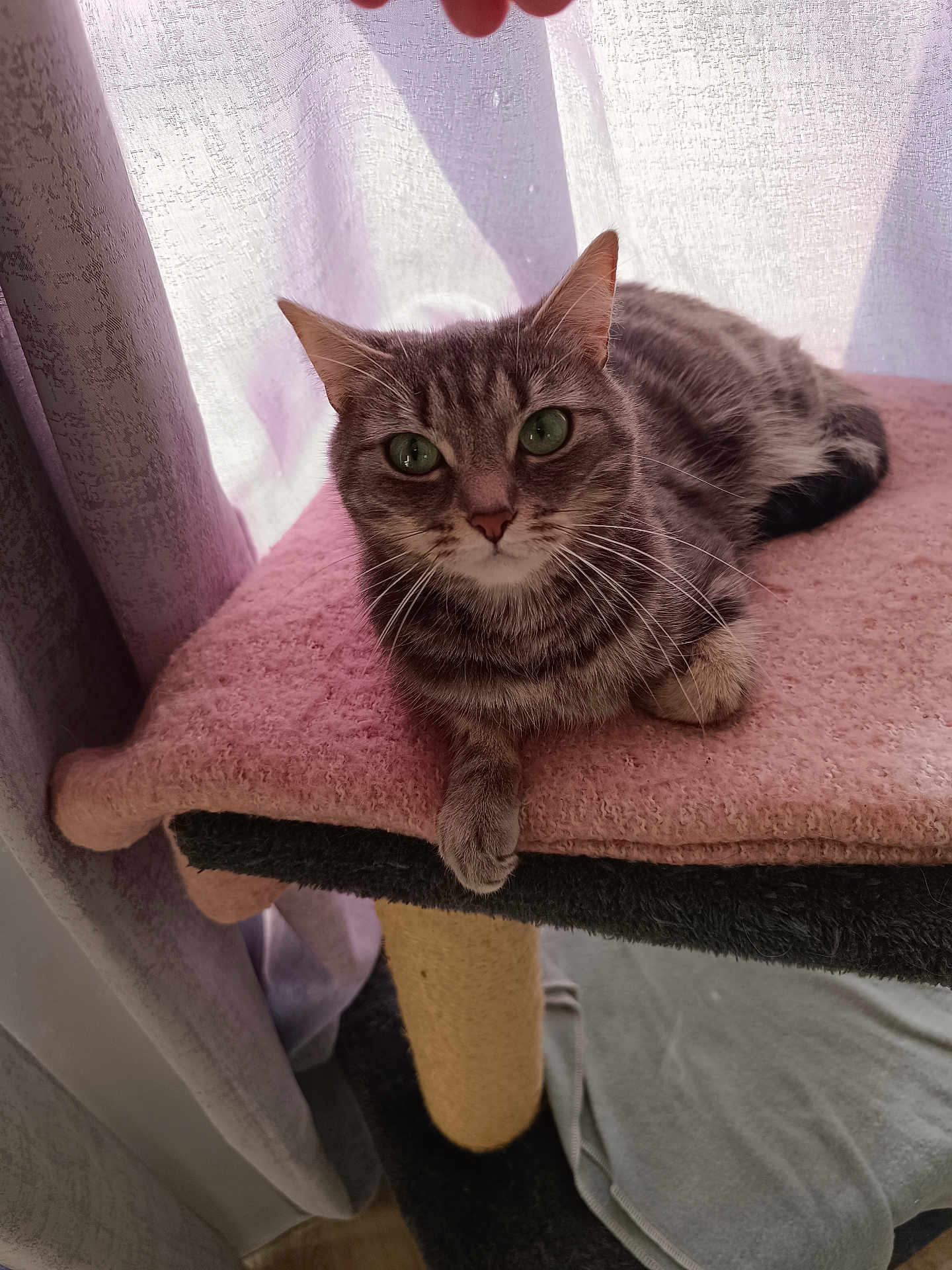 Fahd Azzouzi a rejoint le concours — aidez-le/la à gagner de superbes lots ! cat, tabby_cat, pet, feline, indoor, cat_tree, blanket, curtains, green_eyes, fur, whiskers, paw, relaxed, resting, window_light, soft_texture, domestic_animal, cute, animal, closeup