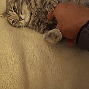 Miya participe au concours pour gagner de l'argent avec cette photo : cat, tabby_cat, pet, animal, paw, hand, human, feline, bed, blanket, indoor, comfort, relaxation, closeup, cute, cozy, fur, domestic_animal, touch, affection