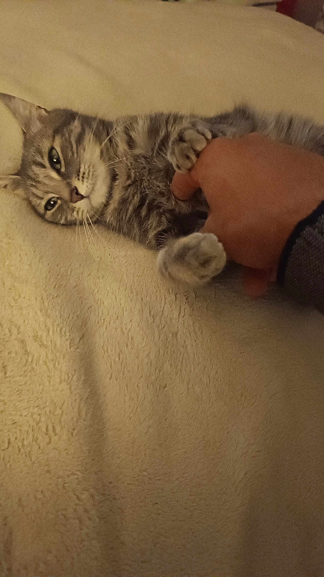 Miya