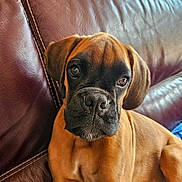 Achille participe au concours pour gagner de l'argent avec cette photo : dog, puppy, brown_fur, black_muzzle, leather_couch, indoor, pet, canine, close_up, young_dog, sitting, portrait, animal, fur_texture, ears, snout, eyes, nose, relaxed, home