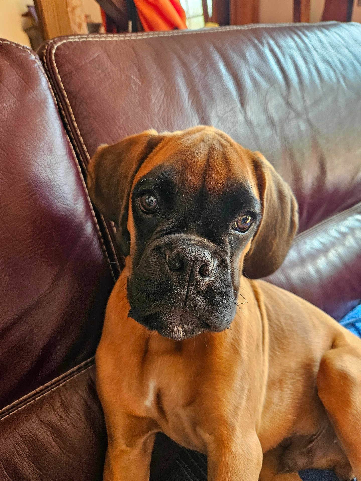 Achille participe au concours pour gagner de l'argent avec cette photo : dog, puppy, brown_fur, black_muzzle, leather_couch, indoor, pet, canine, close_up, young_dog, sitting, portrait, animal, fur_texture, ears, snout, eyes, nose, relaxed, home