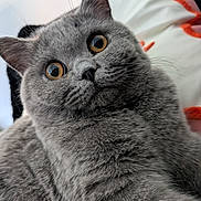 Blue a rejoint le concours — aidez-le/la à gagner de superbes lots ! adorable, animal, bed, bedding, cat, close_up, cozy, curious, ears, fluffy, furry, golden_eyes, gray_cat, indoor, nose, pet, pillow, portrait, sitting, whiskers