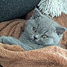 cat, gray_cat, feline, pet, animal, closeup, portrait, lying_down, relaxed, sleepy, blanket, brown_blanket, cozy, indoor, home, couch, textile, fur, whiskers, green_eyes