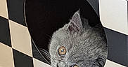 Blue a rejoint le concours — aidez-le/la à gagner de superbes lots ! amber_eyes, animal, black_and_white, cat, checkerboard, close_up, ears, eyes, face, funny, fur, gray_cat, indoor, inside, kitten, pattern, peeking, pet, portrait, whiskers