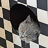 cat, gray_cat, kitten, animal, pet, fur, whiskers, eyes, amber_eyes, ears, face, close_up, portrait, peeking, inside, checkerboard, black_and_white, pattern, indoor, funny