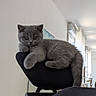 cat, kitten, gray_cat, fluffy, feline, pet, animal, sitting, lounging, office_chair, indoor, home, portrait, close_up, fur, ears, eyes, tail, furniture, cute