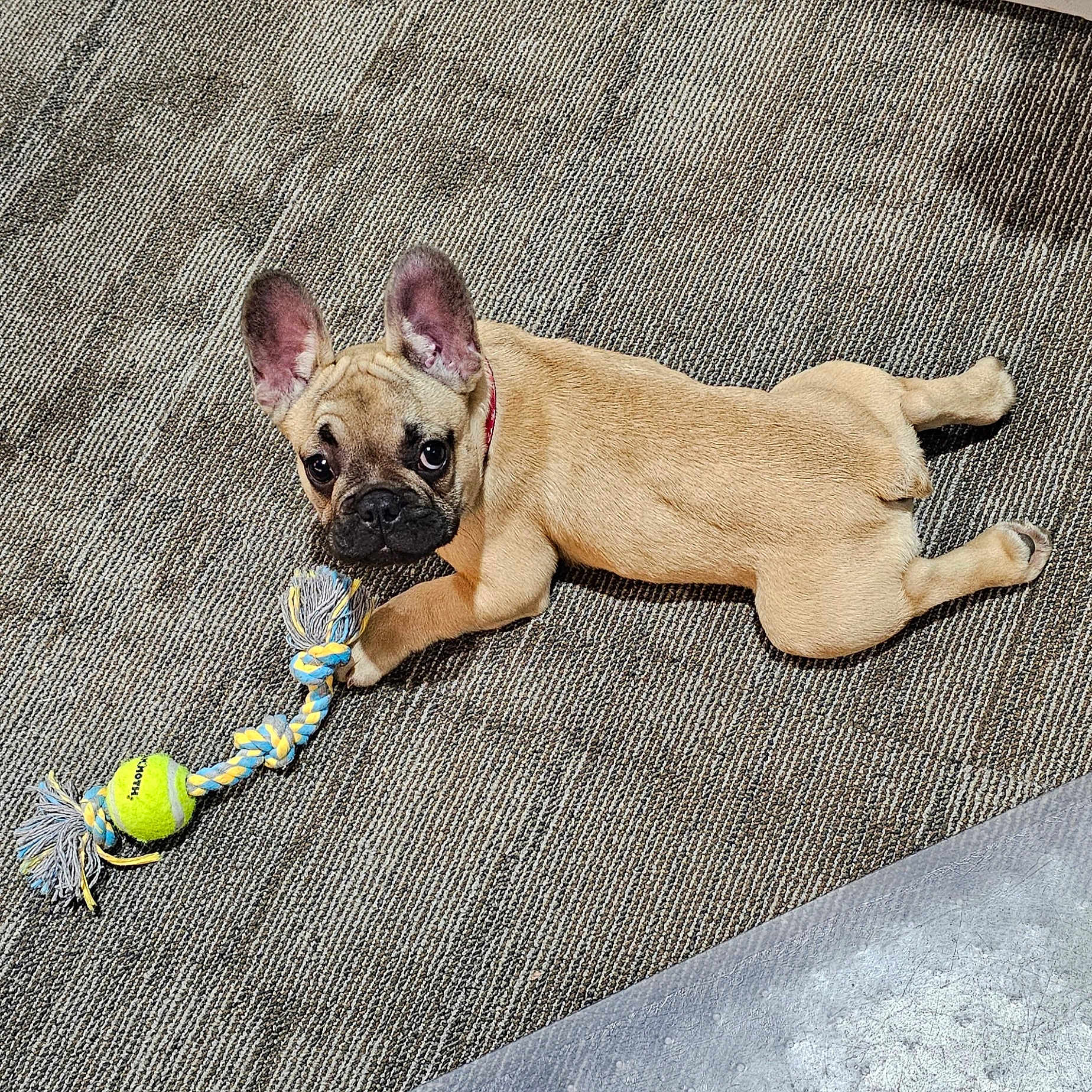 Tank joined the competition — help win amazing prizes! animal, brown_dog, carpet, cute, dog, domestic_animal, ears, floor, french_bulldog, indoor, looking_at_camera, lying_down, pet, pet_toy, playful, puppy, rope_toy, small_dog, tennis_ball, toy