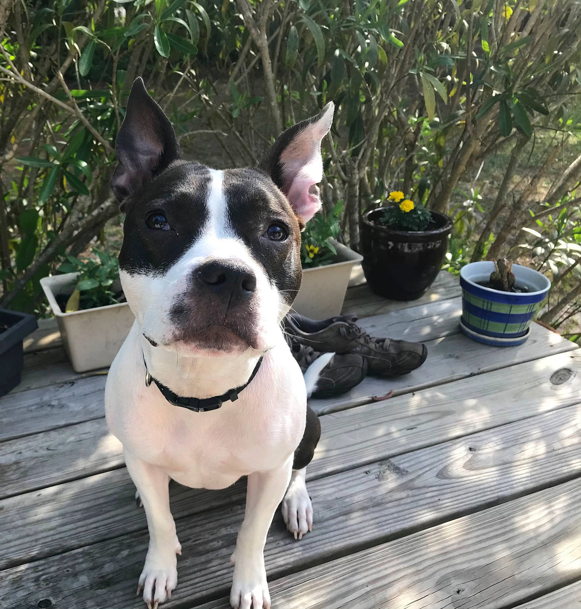 Mila joined the competition — help win amazing prizes! carnivore, chair, collar, companion_dog, dog, dog_breed, dog_collar, fashion_accessory, fawn, flowerpot, grass, houseplant, outdoor_furniture, pet_supply, plant, snout, whiskers, window, wood, working_animal