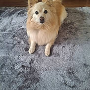 Tuttie is registered to the contest to win money with this photo: animal, blanket, canine, companion, cream_colored, curious, cute, dog, domestic, ears_up, floor, fluffy, friendly, fur, home, indoor, laying_down, looking_at_camera, pet, tail