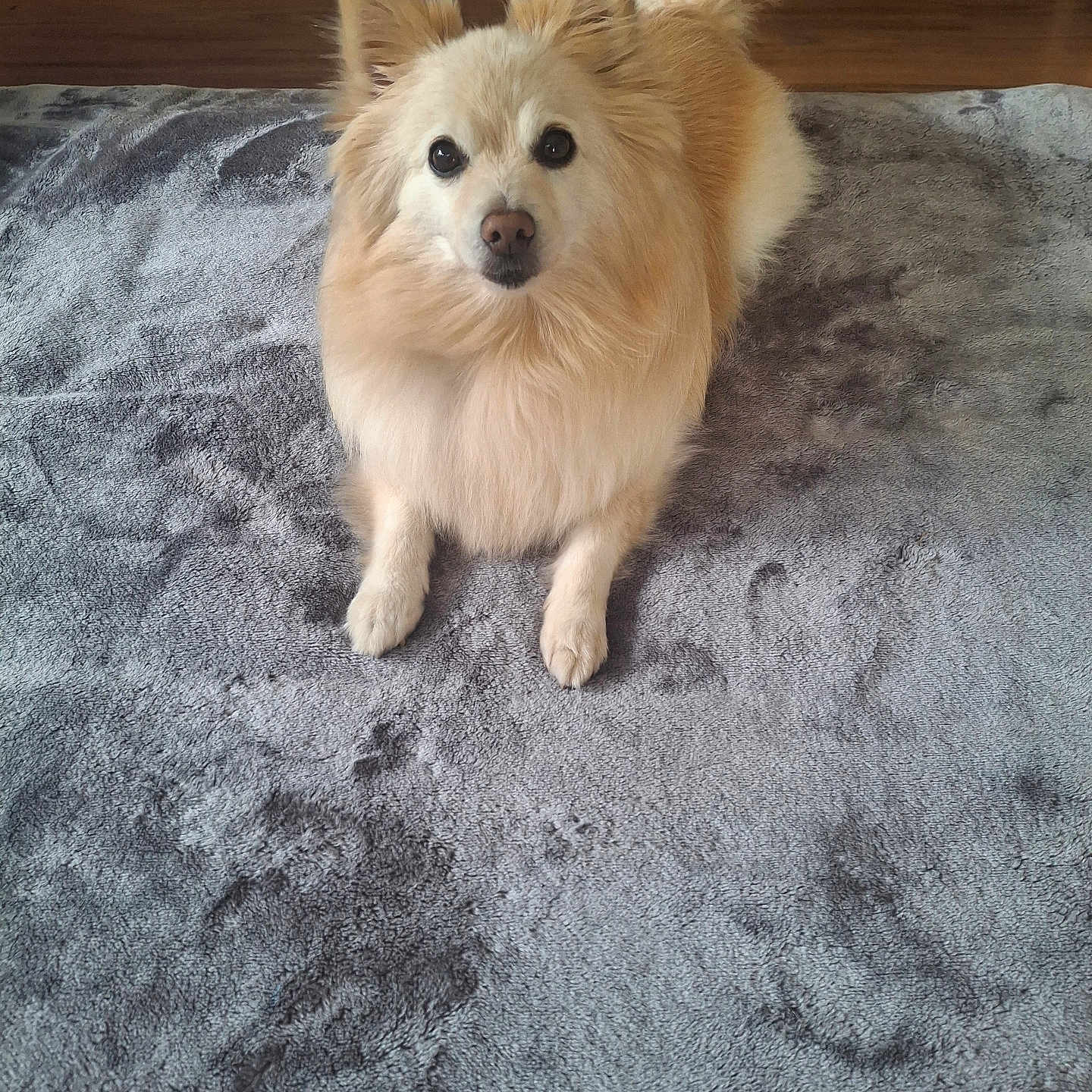 Tuttie is registered to the contest to win money with this photo: animal, blanket, canine, companion, cream_colored, curious, cute, dog, domestic, ears_up, floor, fluffy, friendly, fur, home, indoor, laying_down, looking_at_camera, pet, tail