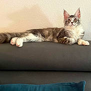 Freyja a rejoint le concours — aidez-le/la à gagner de superbes lots ! animal, cat, couch, cushion, ears, feline, fur, gray, home, indoor, leather, looking, paws, pet, relaxed, resting, tail, wall, white, wide_eyes