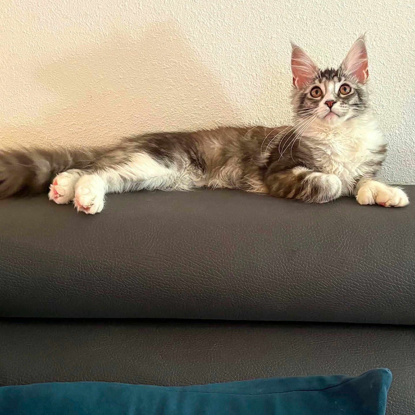 Freyja
