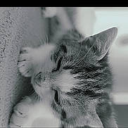 Oby a rejoint le concours — aidez-le/la à gagner de superbes lots ! cat, kitten, sleeping, paw, closeup, monochrome, black_and_white, feline, pet, animal, cute, relaxed, soft, texture, portrait, indoor, calm, resting, whiskers, fur