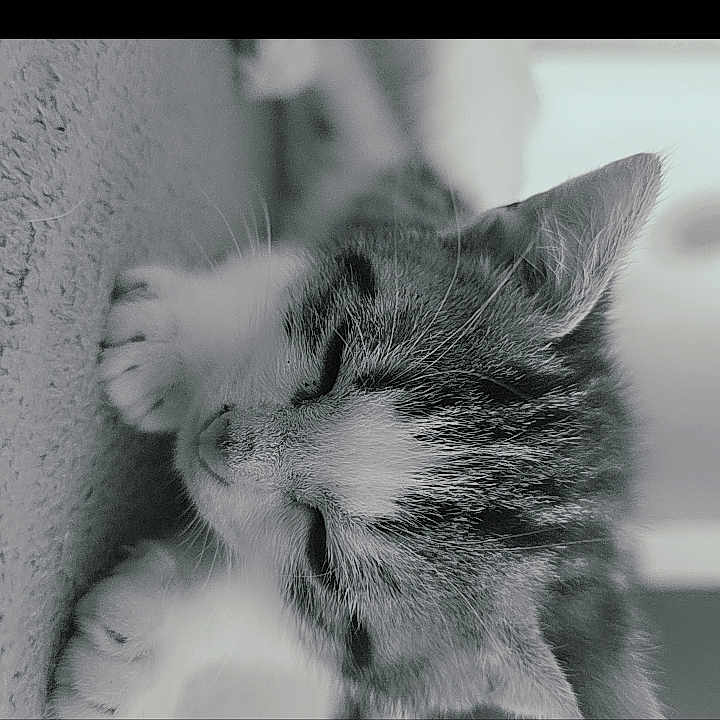 Oby a rejoint le concours — aidez-le/la à gagner de superbes lots ! cat, kitten, sleeping, paw, closeup, monochrome, black_and_white, feline, pet, animal, cute, relaxed, soft, texture, portrait, indoor, calm, resting, whiskers, fur