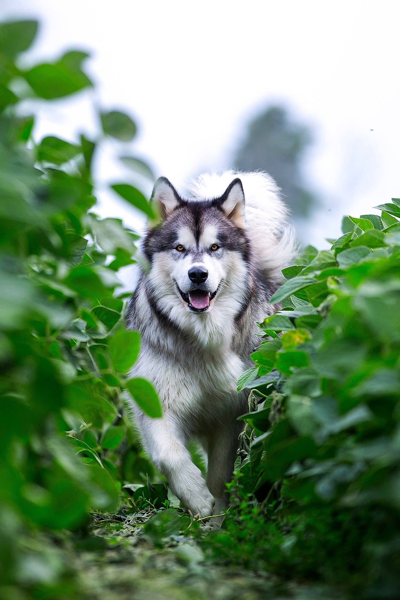 Balto is registered to the contest to win money with this photo: canidae, canis, carnivore, companion_dog, dog, dog_breed, forest, grass, natural_landscape, plant, sky, sled_dog, sporting_group, tail, terrestrial_animal, tree, wildlife, working_animal, working_dog